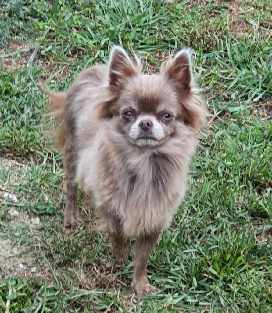 Les Chihuahua de l'affixe Des Légendes De Sardelis