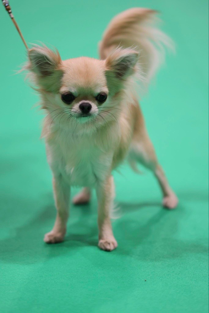 CH. Une pensée divine du Royaume de Maia