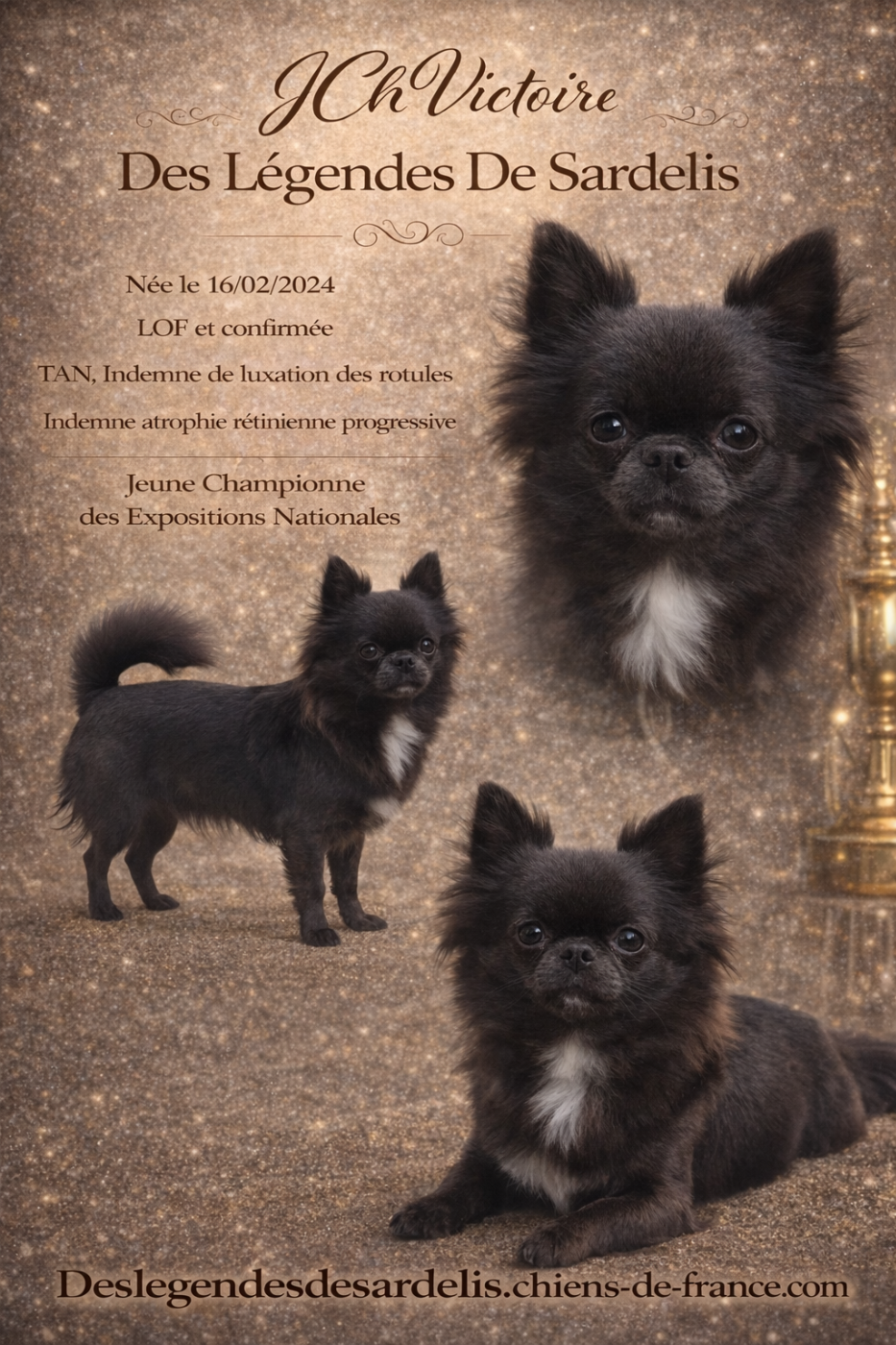 CH. Victoire Des Légendes De Sardelis