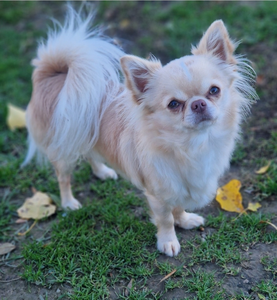 CH. Vin's Des Légendes De Sardelis