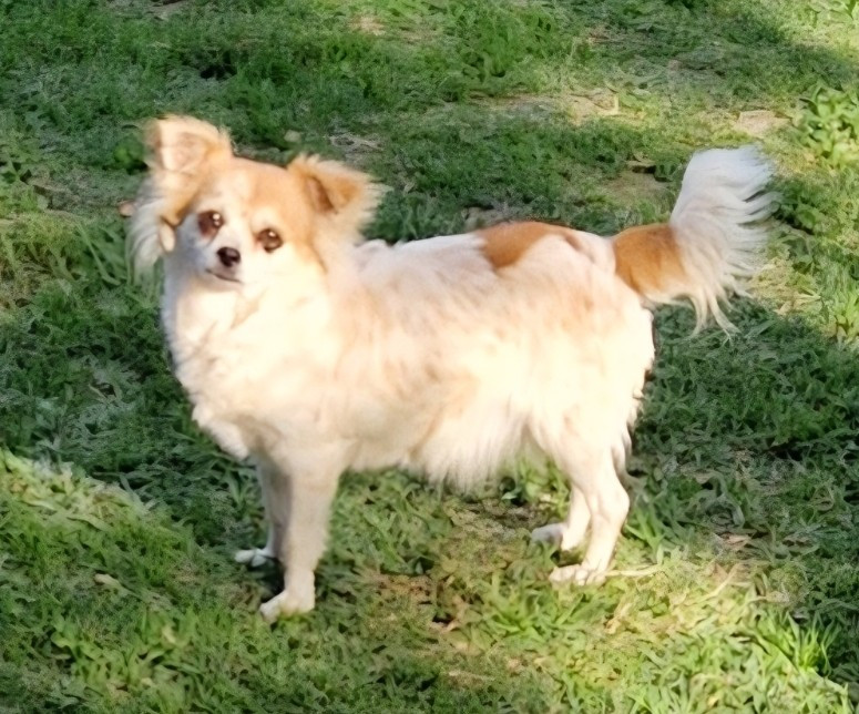 Rodez Du Domaine Pacifique Des Légendes De Sardelis