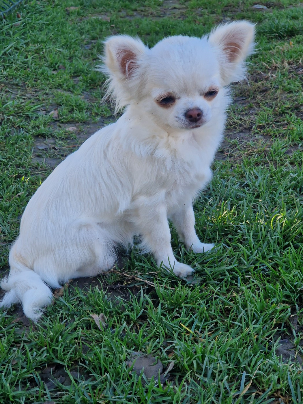 Ange Des Légendes De Sardelis