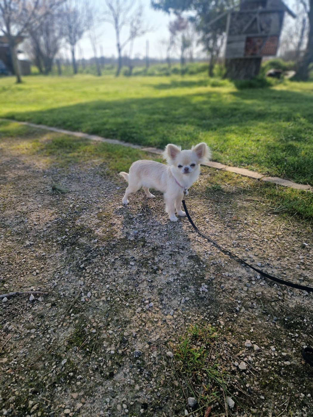 Amber Des Légendes De Sardelis