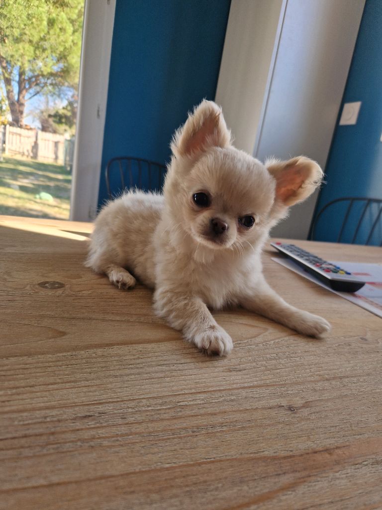 Amber Des Légendes De Sardelis