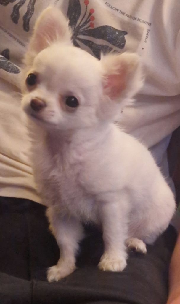 Ange Des Légendes De Sardelis