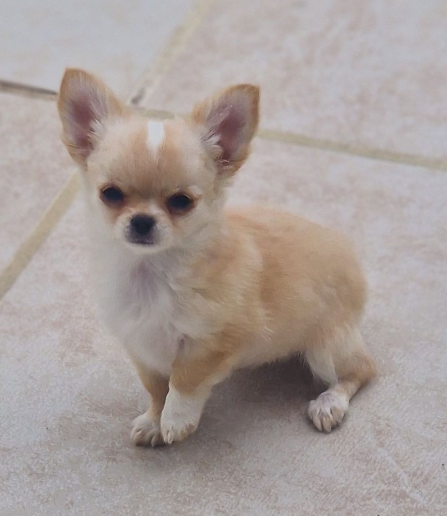 Alie Du royaume des hauts champenois