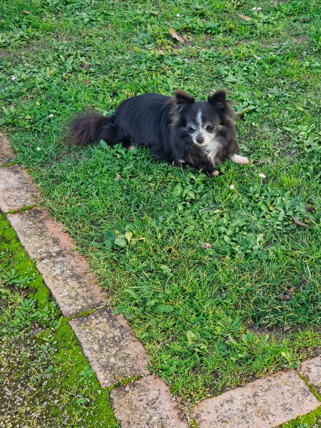 SIMBA Des Légendes De Sardelis