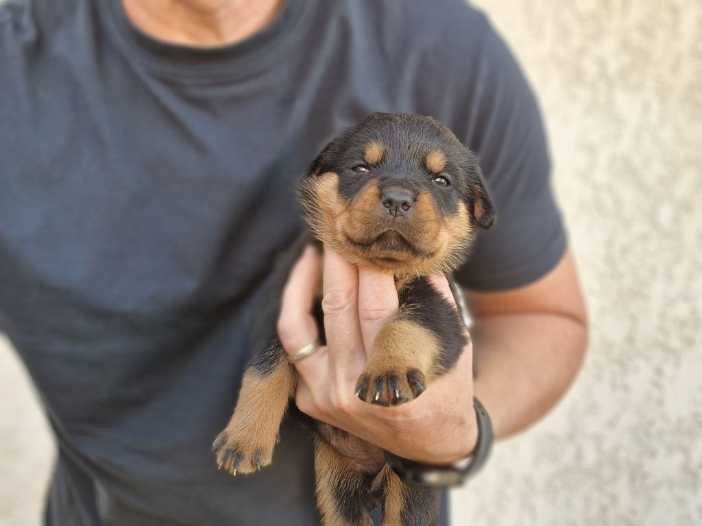 Des Légendes De Sardelis - Chiots disponibles - Rottweiler