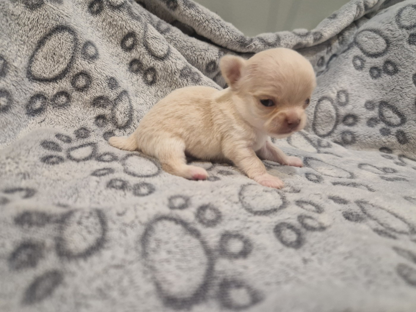 Des Légendes De Sardelis - Chiots disponibles - Chihuahua