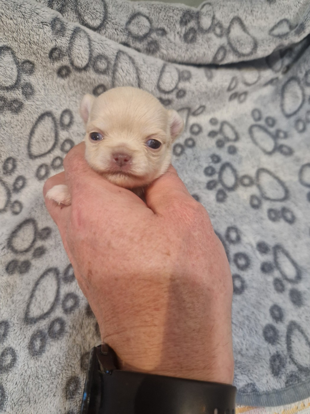 Des Légendes De Sardelis - Chiots disponibles - Chihuahua