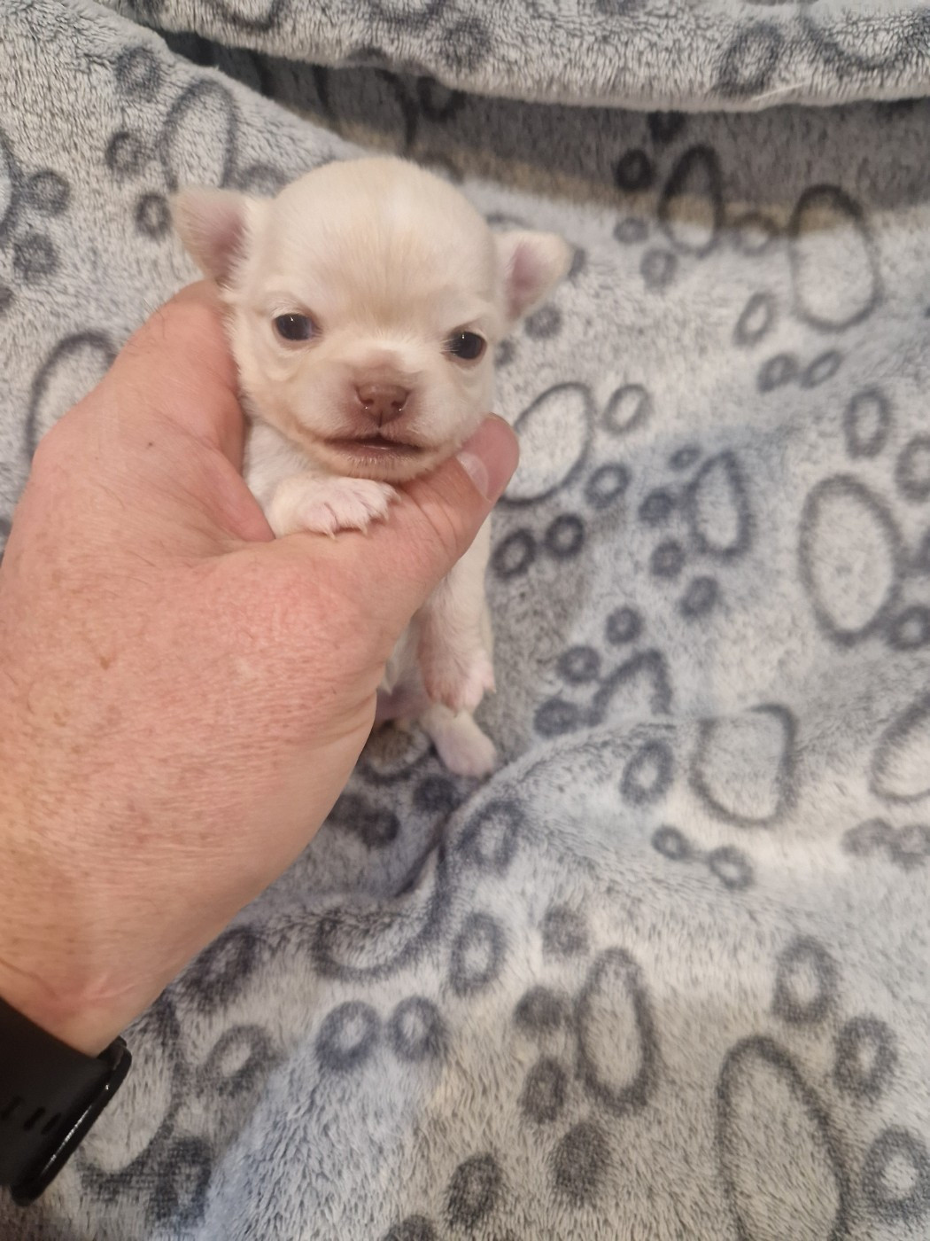 Des Légendes De Sardelis - Chiots disponibles - Chihuahua