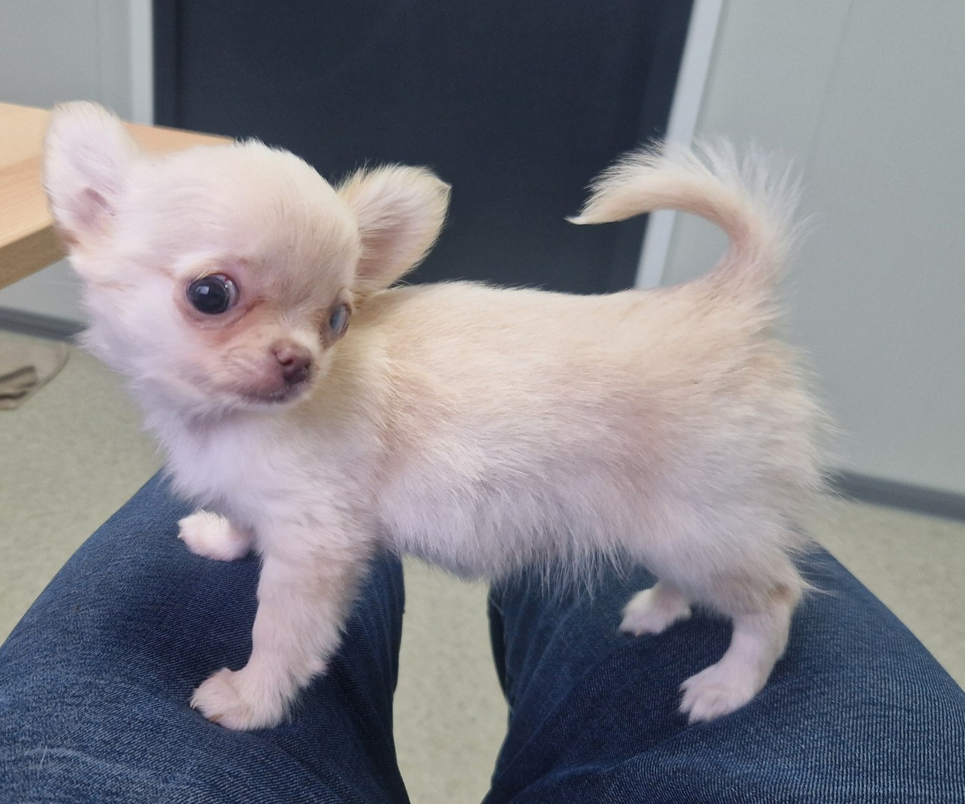 Des Légendes De Sardelis - Chihuahua - Portée née le 03/11/2025