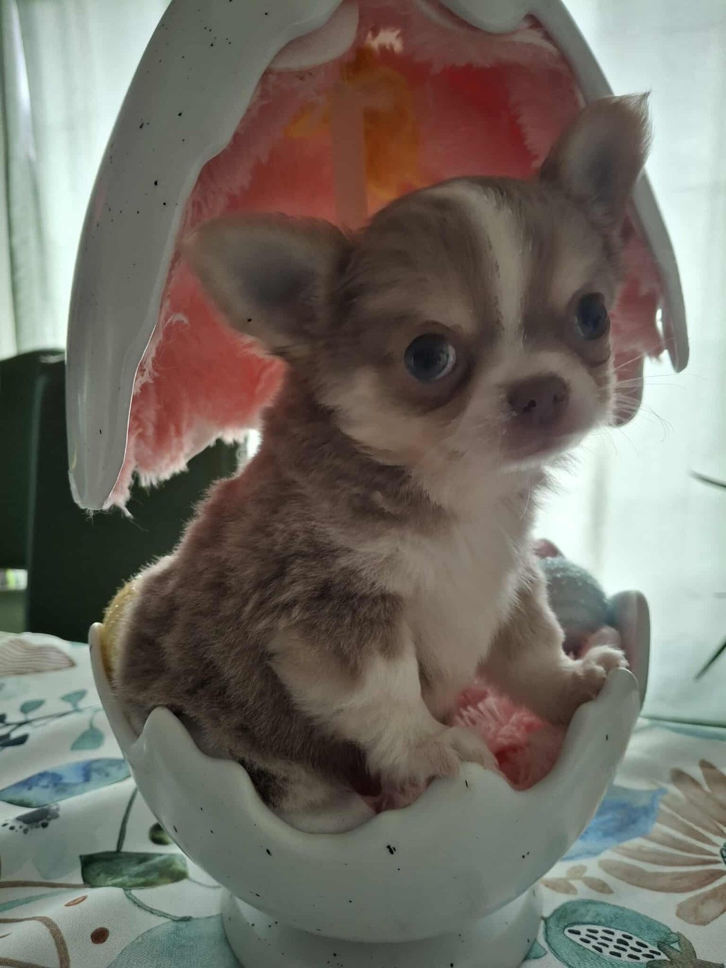 Des Légendes De Sardelis - Chiots disponibles - Chihuahua