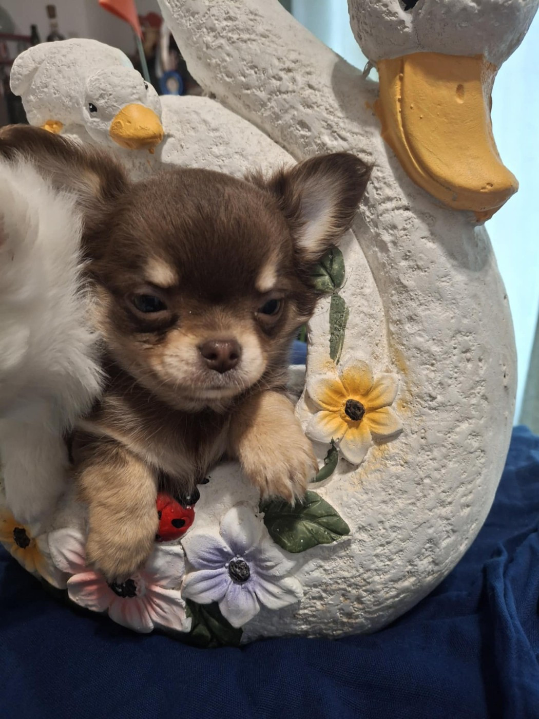 Des Légendes De Sardelis - Chiots disponibles - Chihuahua