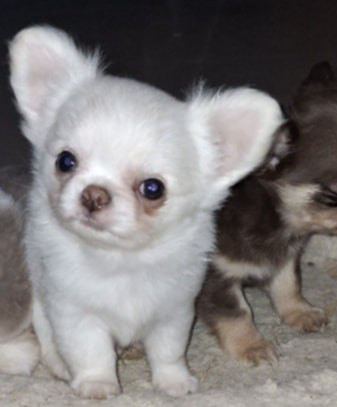 Des Légendes De Sardelis - Chiots disponibles - Chihuahua