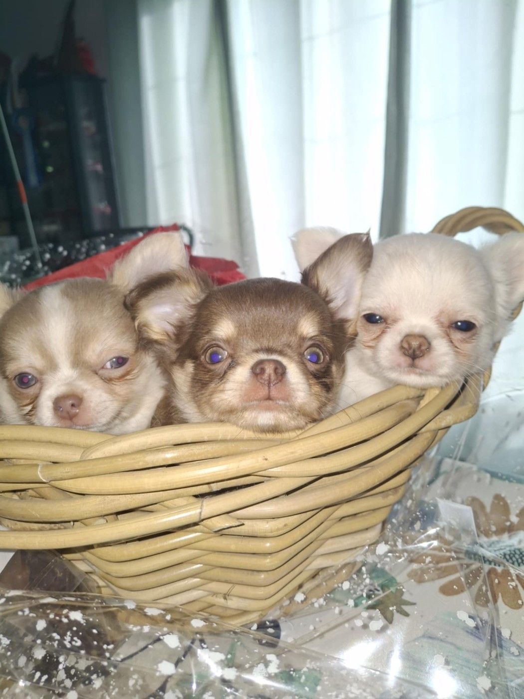 Des Légendes De Sardelis - Chihuahua - Portée née le 03/12/2025