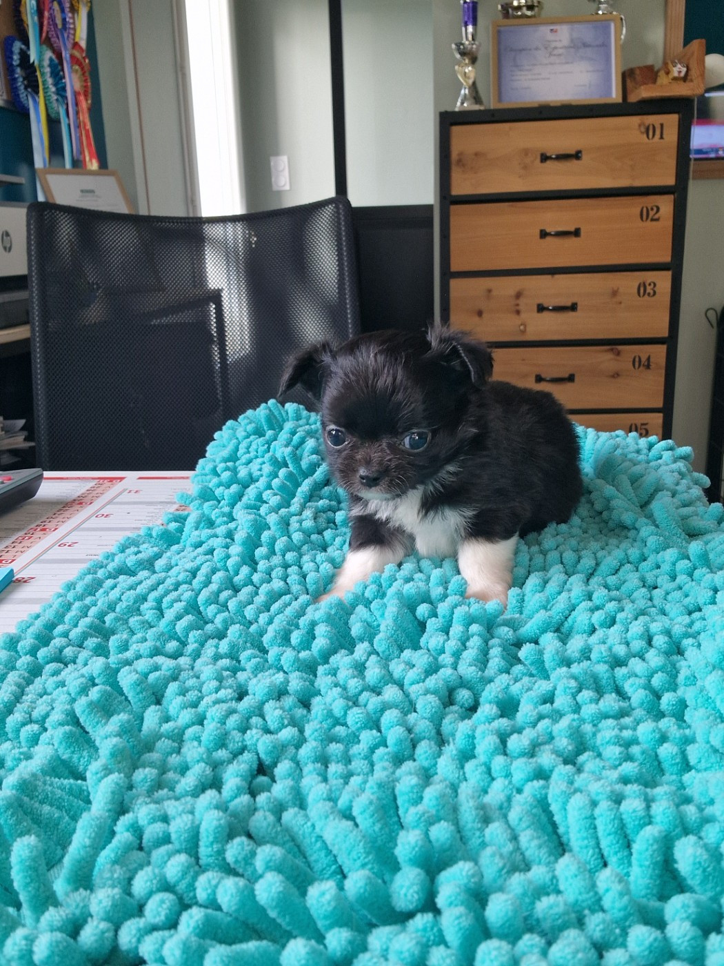 Des Légendes De Sardelis - Chiots disponibles - Chihuahua