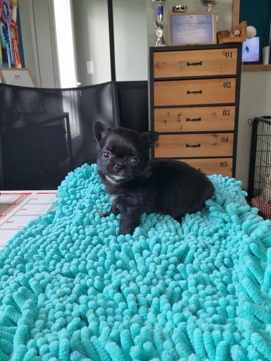 Des Légendes De Sardelis - Chiots disponibles - Chihuahua