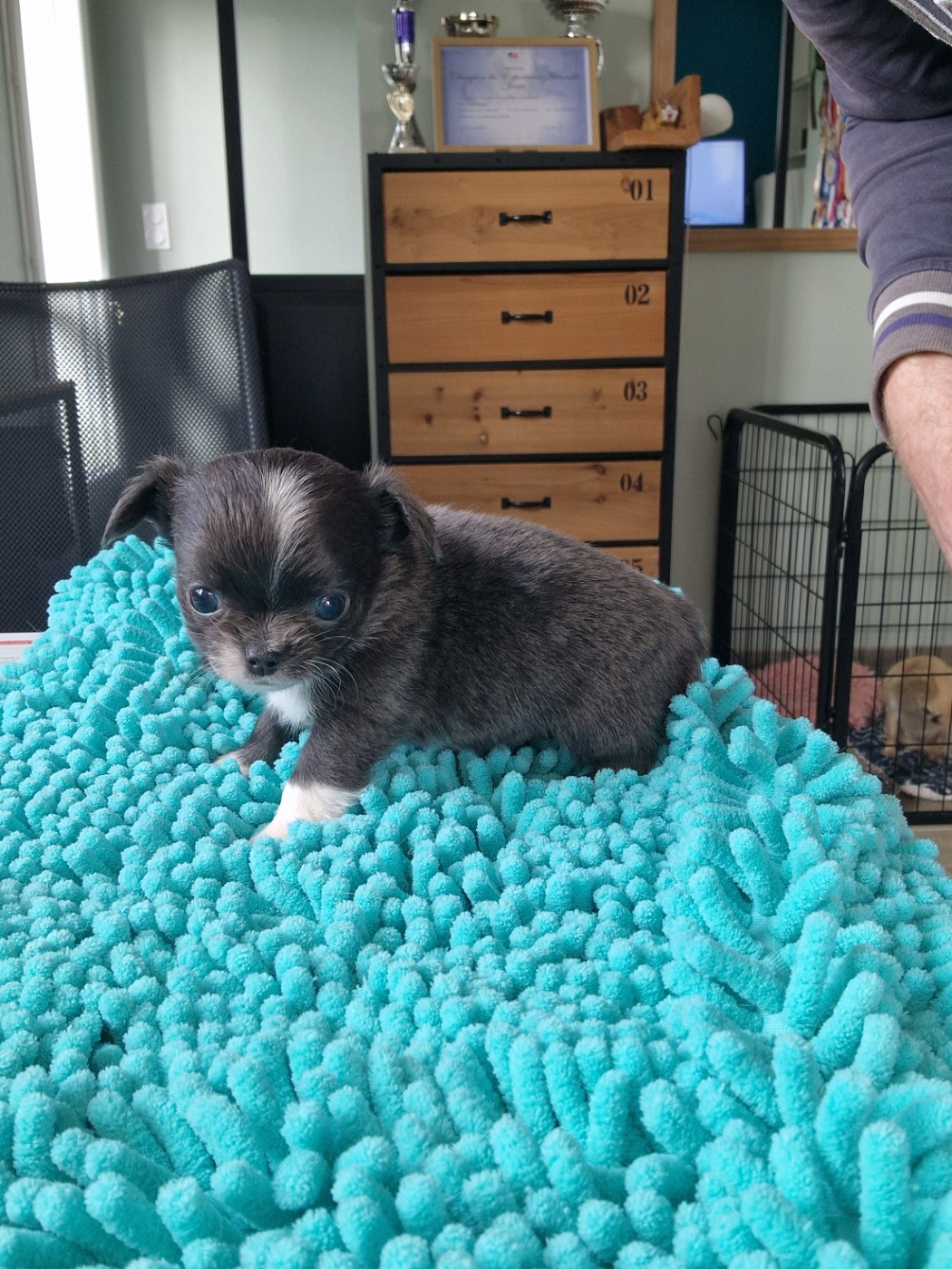 Des Légendes De Sardelis - Chiots disponibles - Chihuahua