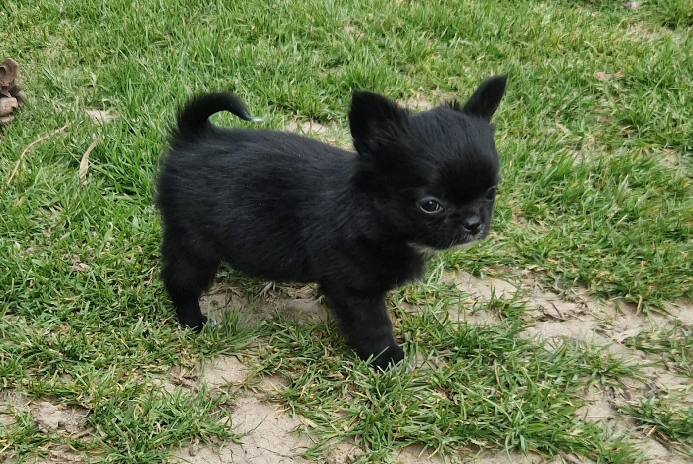 Des Légendes De Sardelis - Chiots disponibles - Chihuahua