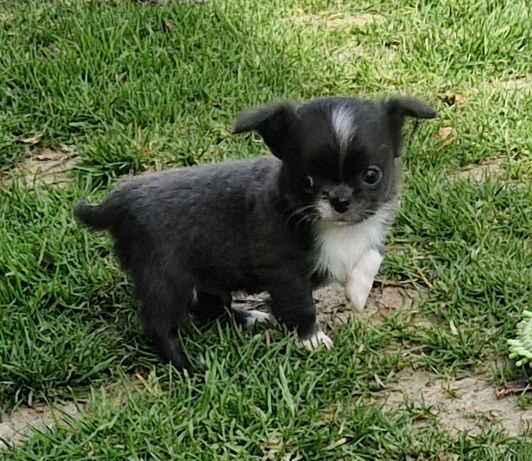 Des Légendes De Sardelis - Chiots disponibles - Chihuahua