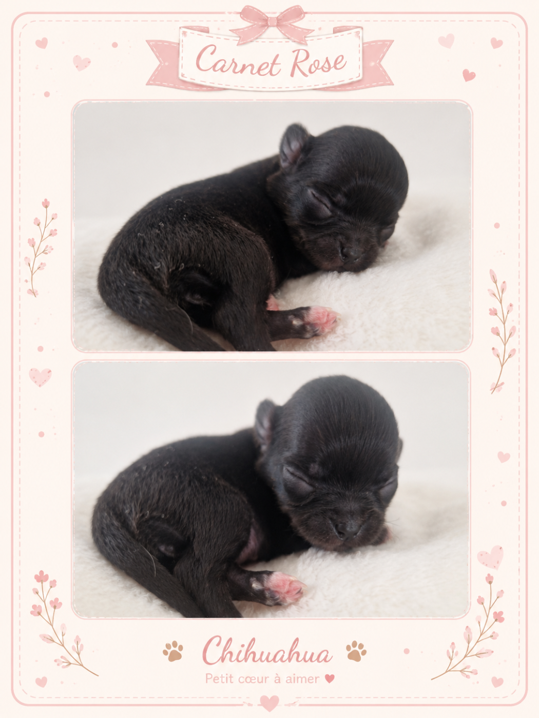 Des Légendes De Sardelis - Chiots disponibles - Chihuahua