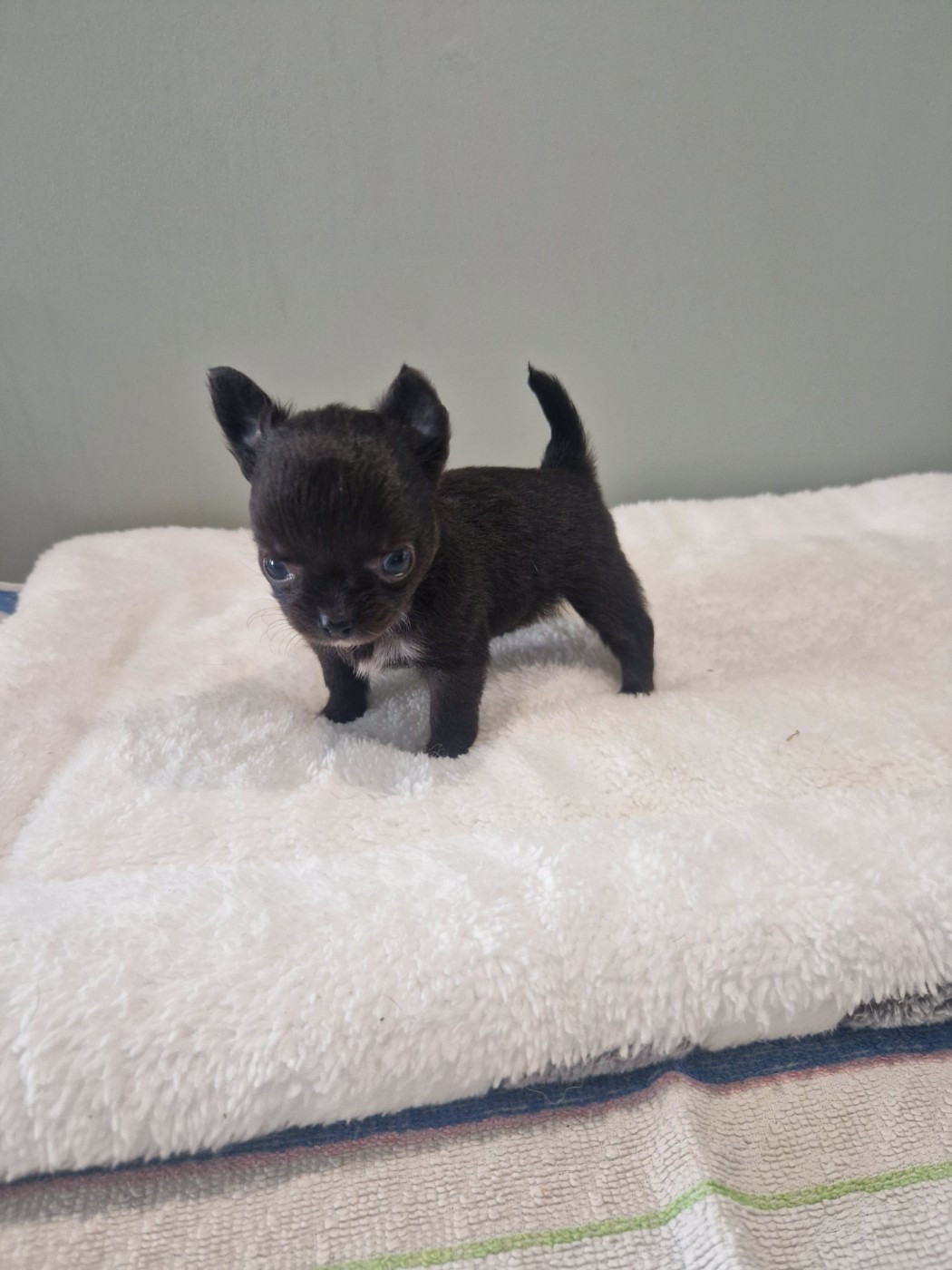 Des Légendes De Sardelis - Chiots disponibles - Chihuahua