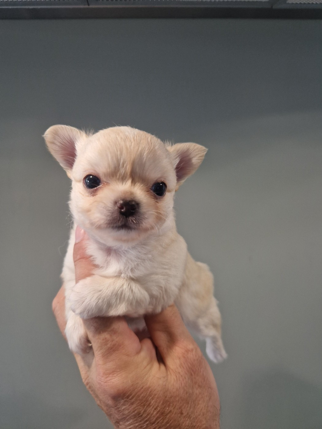 Des Légendes De Sardelis - Chiots disponibles - Chihuahua