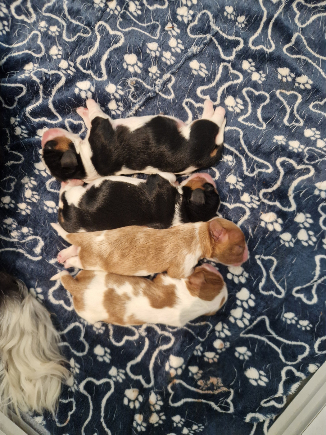 Chiot Cavalier King Charles Spaniel Des Légendes De Sardelis
