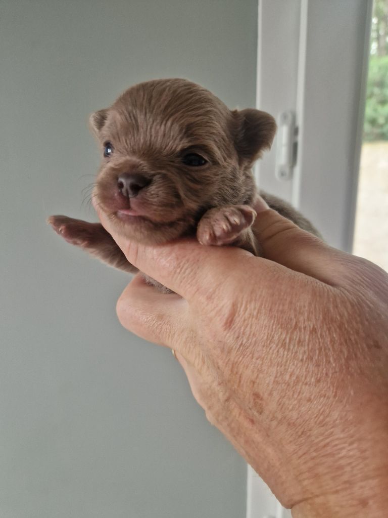 Des Légendes De Sardelis - Chihuahua - Portée née le 12/08/2025