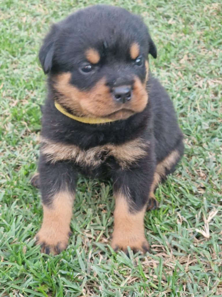 Des Légendes De Sardelis - Chiots disponibles - Rottweiler