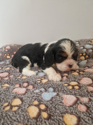 Chiot N°1