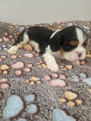 Chiot N°2
