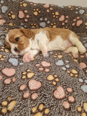 Chiot N°4