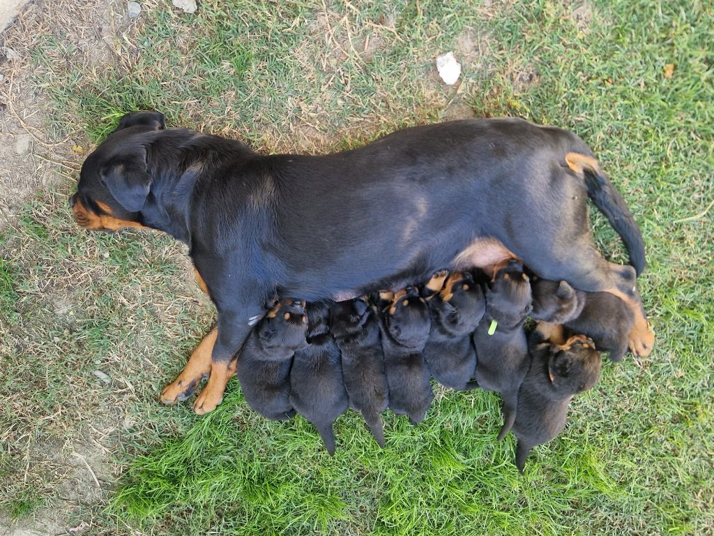 Chiot Rottweiler Des Légendes De Sardelis