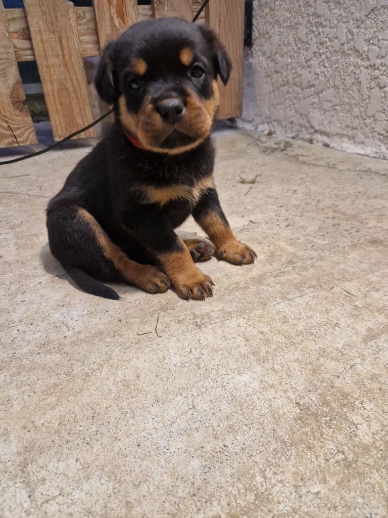 Des Légendes De Sardelis - Chiots disponibles - Rottweiler