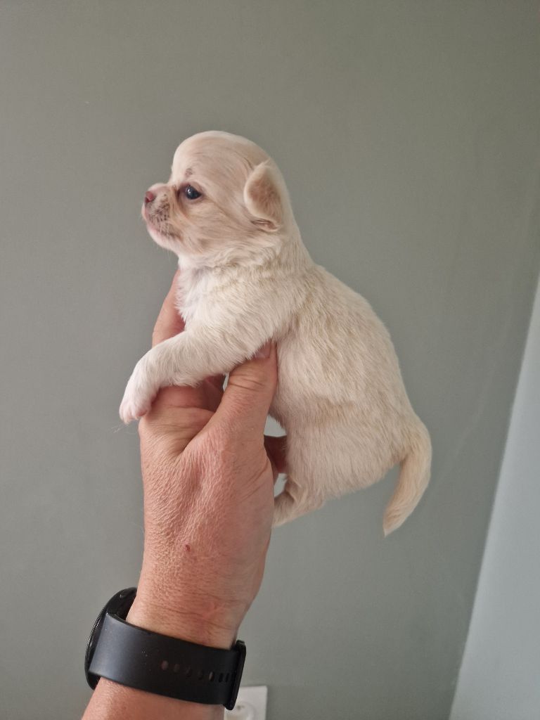 Des Légendes De Sardelis - Chihuahua - Portée née le 19/08/2025